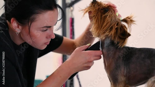 Dog Hair Cut At Grooming Salon. Groomer Cutting Dog With Trimmer