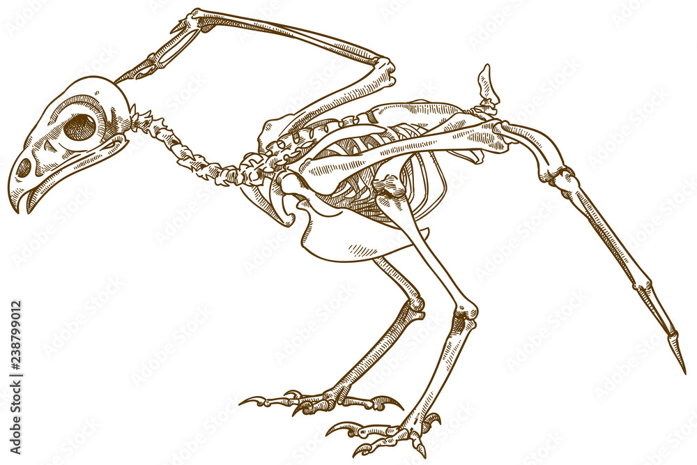 Fototapeta premium grawerowanie ilustracji szkieletu ptaka