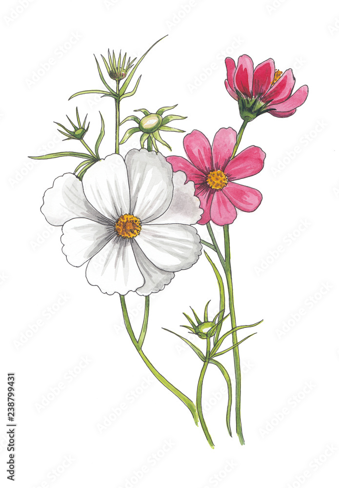 Watercolor illustration of cosmos flowers. Watercolor illustration of cosmos flowers.