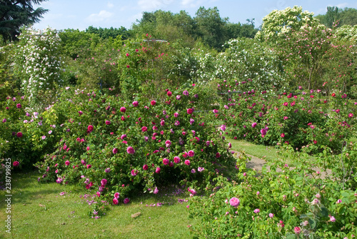 Obraz na plátně Rosa Louis Philippe - Rosier