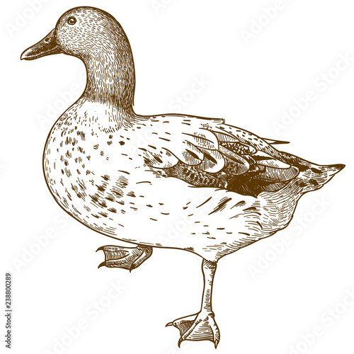 engraving drawing illustration of duck bird