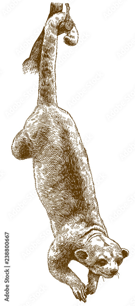 Naklejka premium engraving illustration of kinkajou