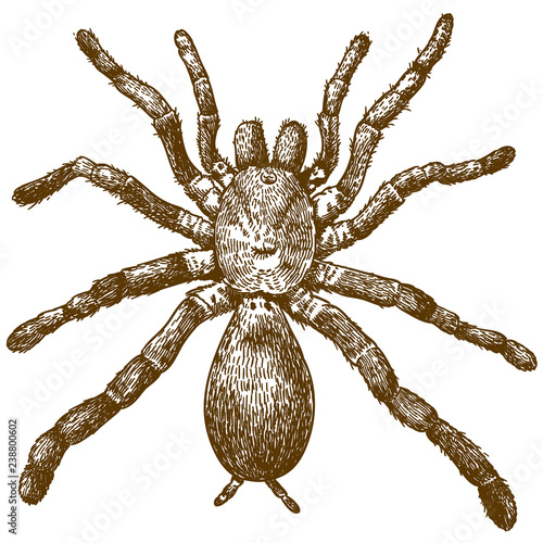 engraving illustration of king baboon spider