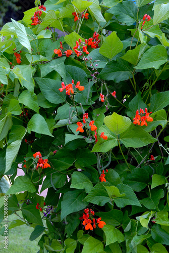 Foto Phaseolus Coccineus - Haricot D'Espagne