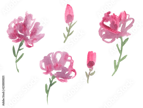 Fototapeta Naklejka Na Ścianę i Meble -  Set of pink carnations painted in watercolor on clean white background