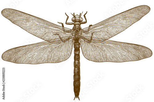 engraving illustration of dragonfly meganeura