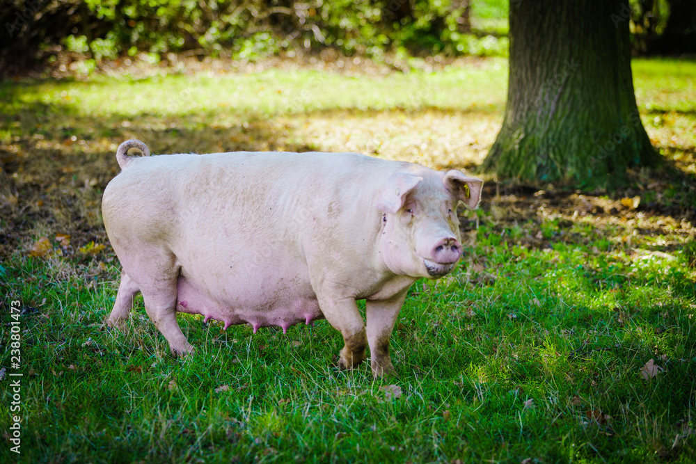 pig eats grass in a meadow pig eats grass in a meadow