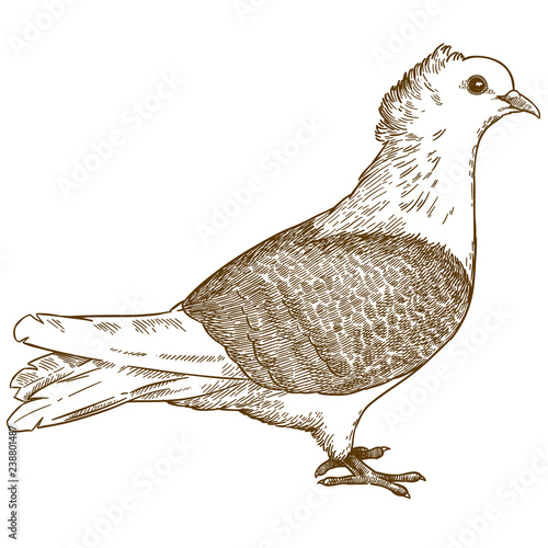 engraving illustration of pigeon bird