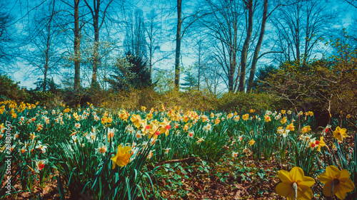 Panoramic view on White spring narcissus flowers photo