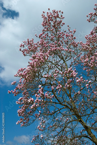 Magnolia Soulangiana photo