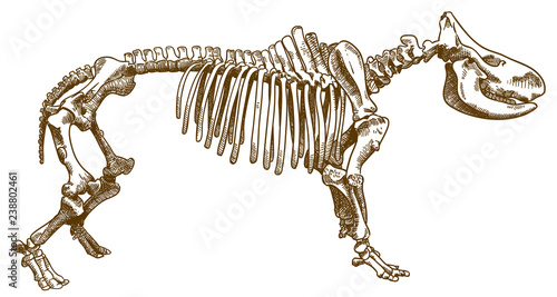 engraving illustration of rhinoceros skeleton