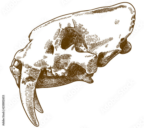 engraving illustration of smilodon skull photo