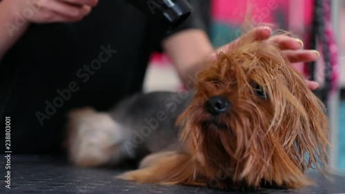 Pet Grooming. Groomer Brushing And Drying Wet Dog With Dryer