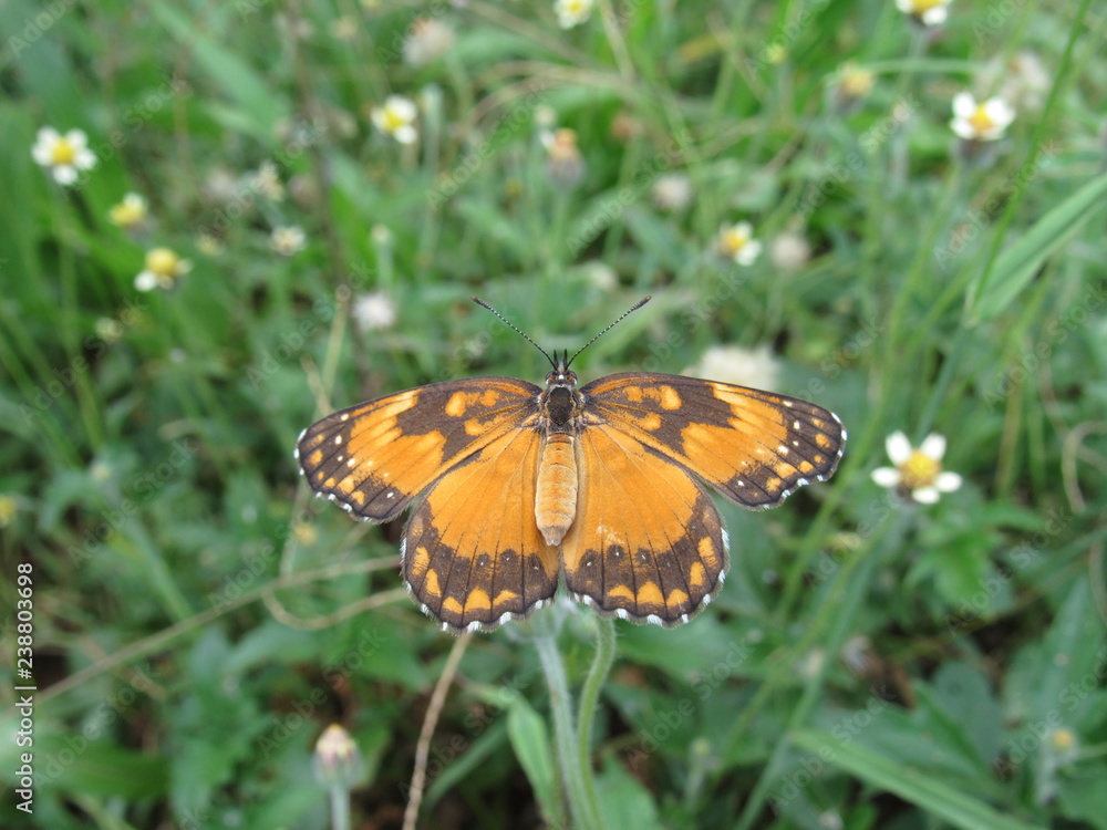 Butterflies and their flowers