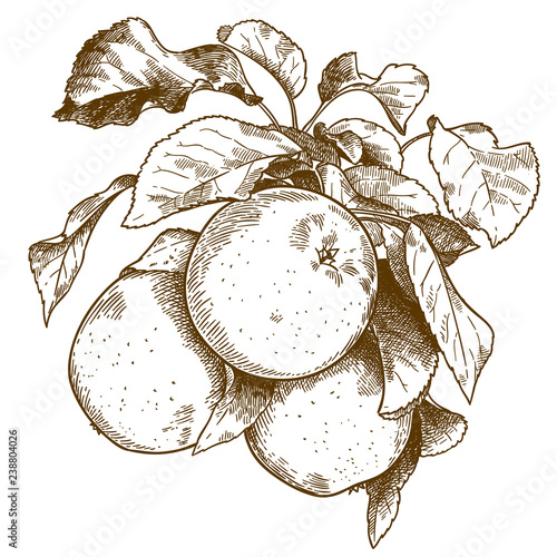 engraving three apples on branch