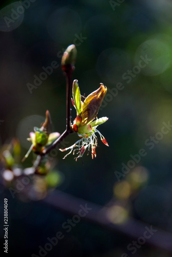 Euptela Polyandra photo