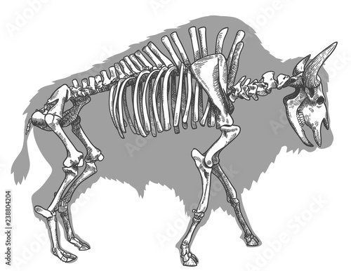 engraving illustration of bison skeleton