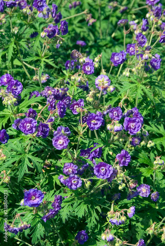 Geranium Pratense Plenum Violaceum - Geranium Vivace photo