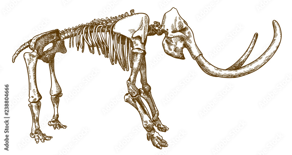 Naklejka premium grawerowanie ilustracji szkieletu mamuta