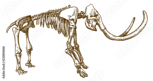 engraving illustration of mammoth skeleton