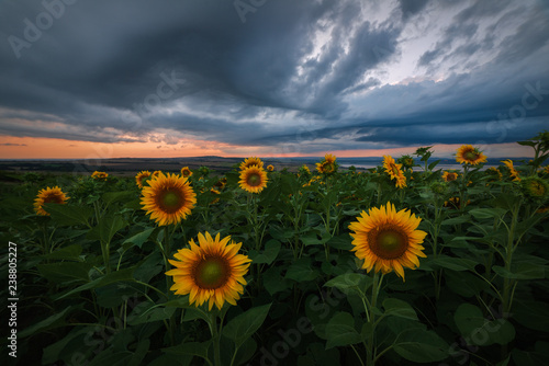 Stormy sunset over the field of sunflowers against a cloudy sky. Beautiful summer landscape. - Image
