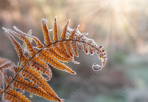 A faded fern leaf with spores and spider webs covered with hoar frost 
