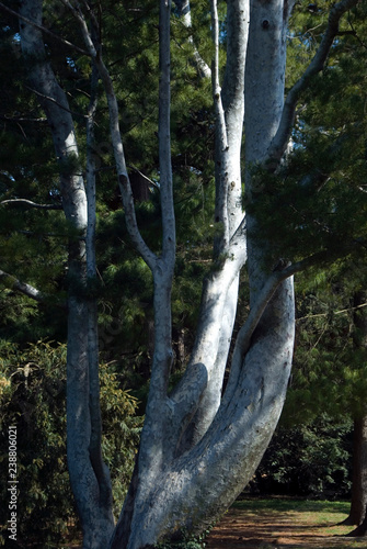 Pinus Bungeana photo