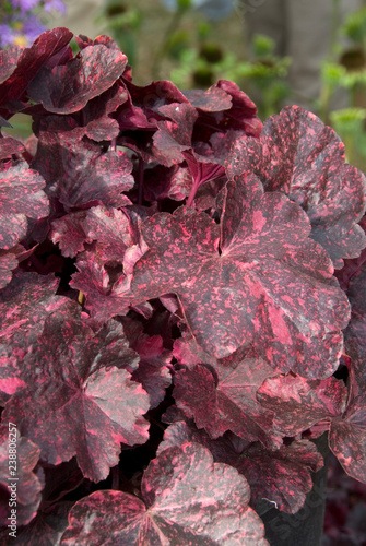 Bilde på lerret Heuchera Midnight Rose