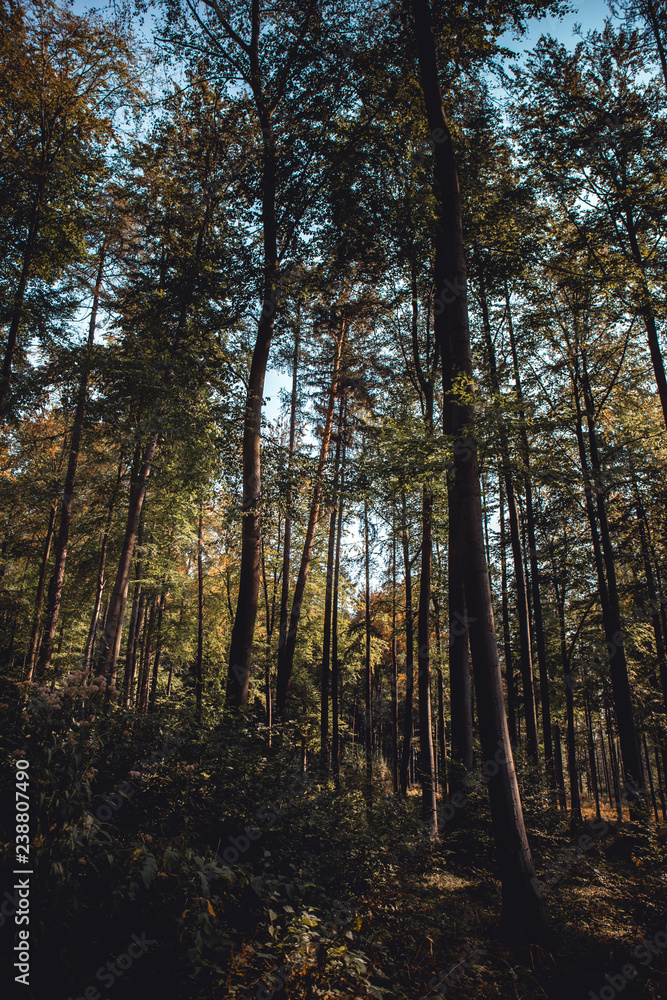 Obraz premium Day in woods