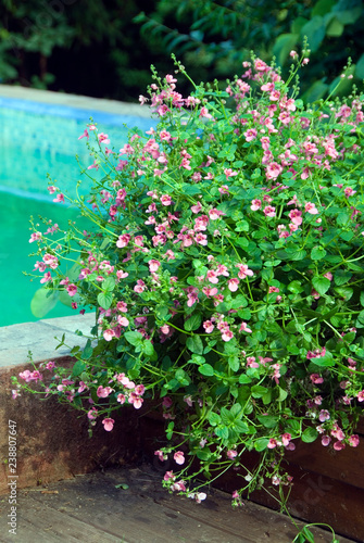 Diascia Roselia Rose Vif photo