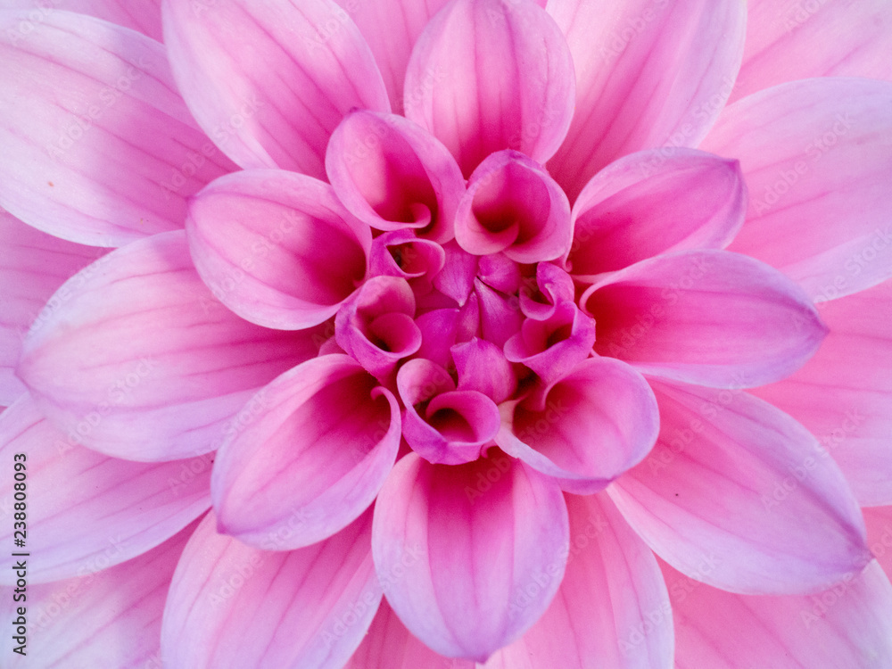 macro pink shades flower