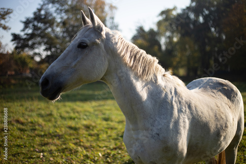 Portrait of a white horse