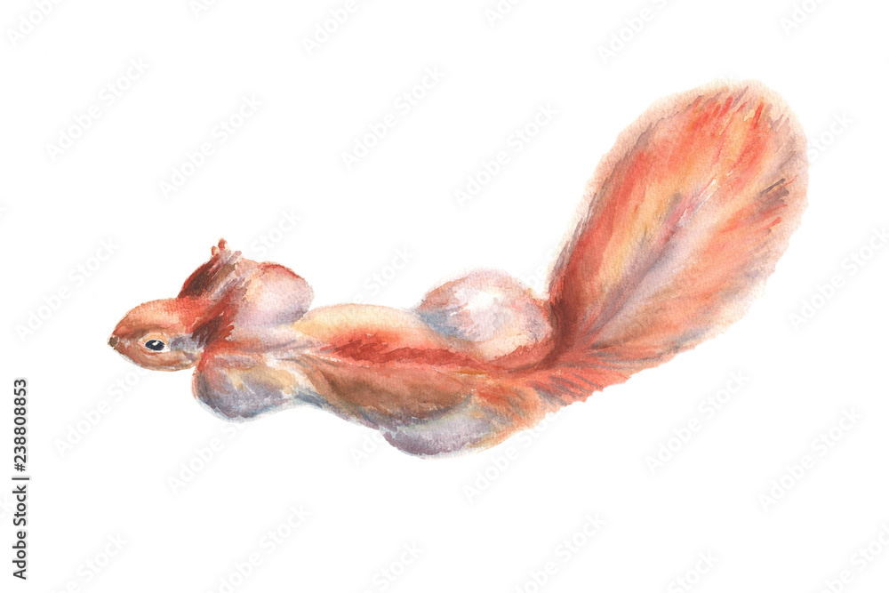 Red wild squirrel with fluffy tail watercolor illustration on an isolated background preparing jump, sneak up Red wild squirrel with fluffy tail watercolor illustration on an isolated background preparing jump, sneak up