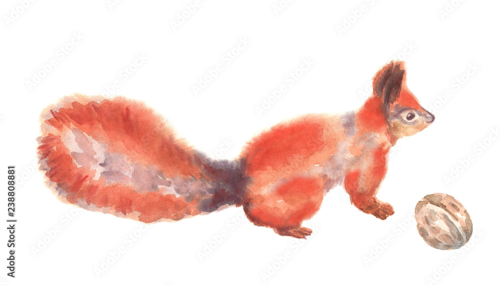 Fototapeta premium Red wild squirrel with fluffy tail watercolor illustration on an isolated background