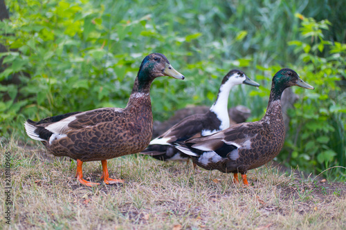 three ducks walking on dry grass