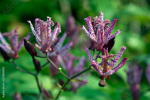 Tricyrtis Formosana photo