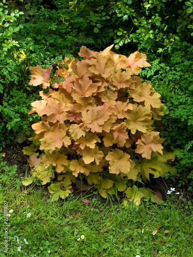Heuchera Caramel