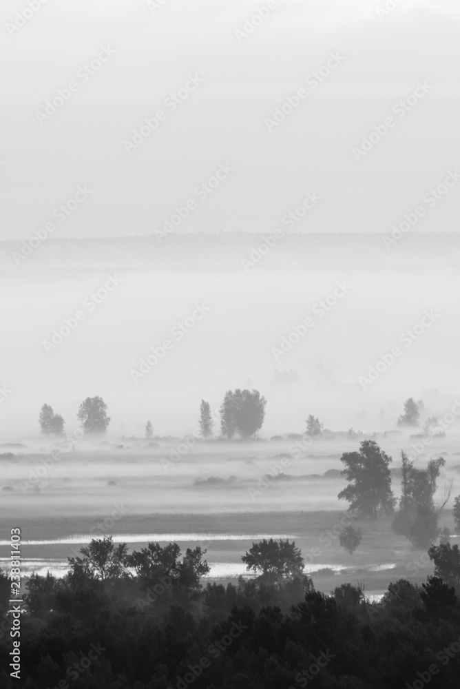 Mystic view on forest under haze at early morning in grayscale. Mist among tree silhouettes near water under predawn sky. Monochrome calm morning atmospheric minimalistic landscape of majestic nature.