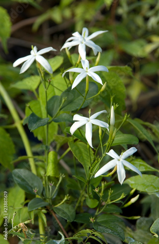 Jasminum Azoricum photo