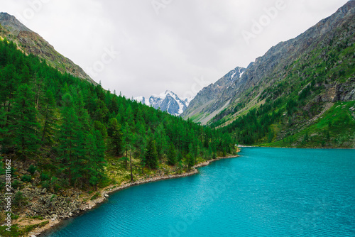 Fototapeta Naklejka Na Ścianę i Meble -  Fast mountain creek from glacier flows into azure mountain lake in valley. Amazing mountains with conifer forest. Larch trees on mountainside. Vivid green landscape of majestic nature of highlands.