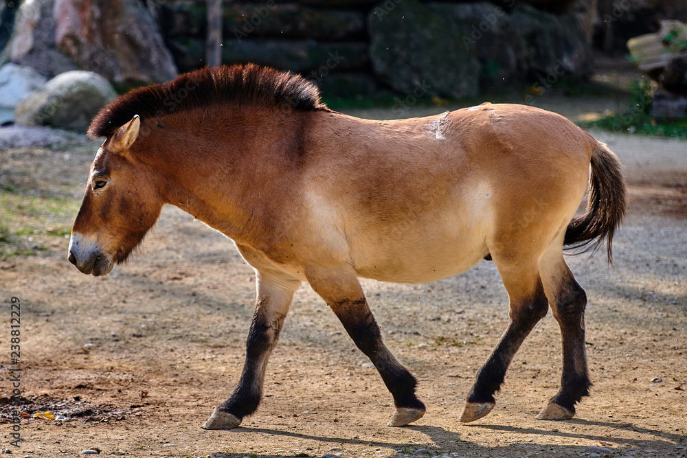 Przewalski's horse (Equus ferus przewalskii), also known as the