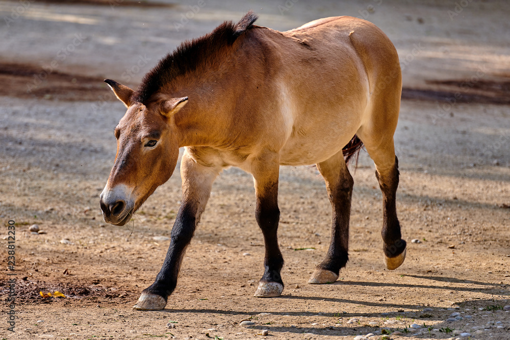 Przewalski's horse (Equus ferus przewalskii), also known as the Mongolian wild horse or Dzungarian horse Przewalski's horse (Equus ferus przewalskii), also known as the Mongolian wild horse or Dzungarian horse