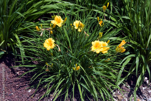 Hemerocallis Stella De Oro - Hemerocalle