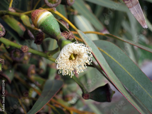 Eukalyptus Eucalyptus gomphocephala photo