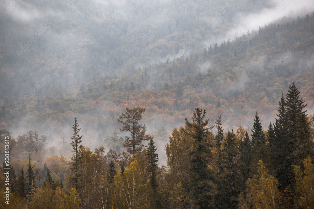 fog in the mountains. overcast. forest.