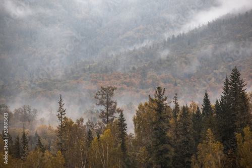fog in the mountains. overcast. forest.
