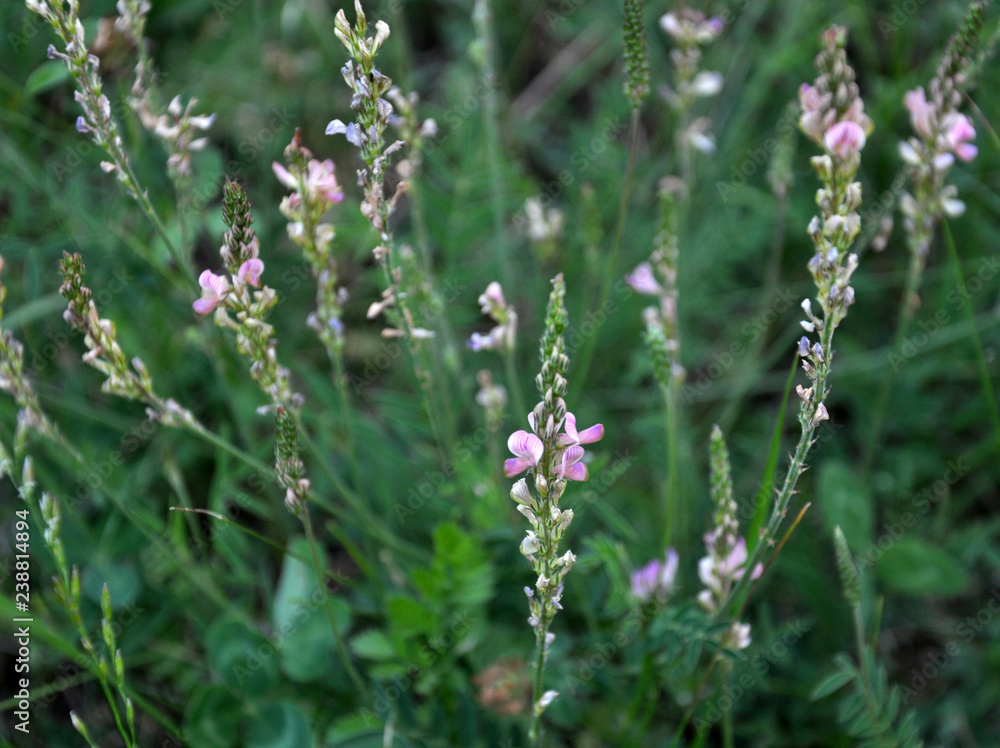 Pink flowers sainfoin Pink flowers sainfoin