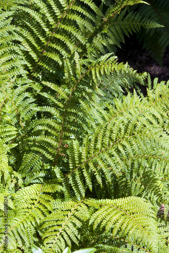 Polystichum Polyblepharum - Fougere