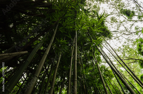 bamboo trees going up to the sky in Hawaii  US