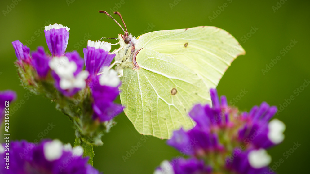 Butterfly feeding nectar from flowers. Butterfly feeding nectar from flowers.